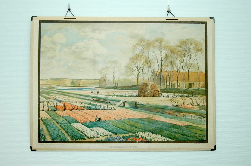 De bloembollenvelden in de Duin- en Bollenstreek werden onderwerp voor de makers van schoolplaten. Op deze plaat zijn de velden in de omgeving van Lisse te zien. Maker: A.L. Koster, Foto: René Faas.