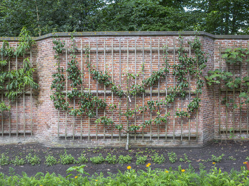 Retranchementmuur met leifruit, Berbice.