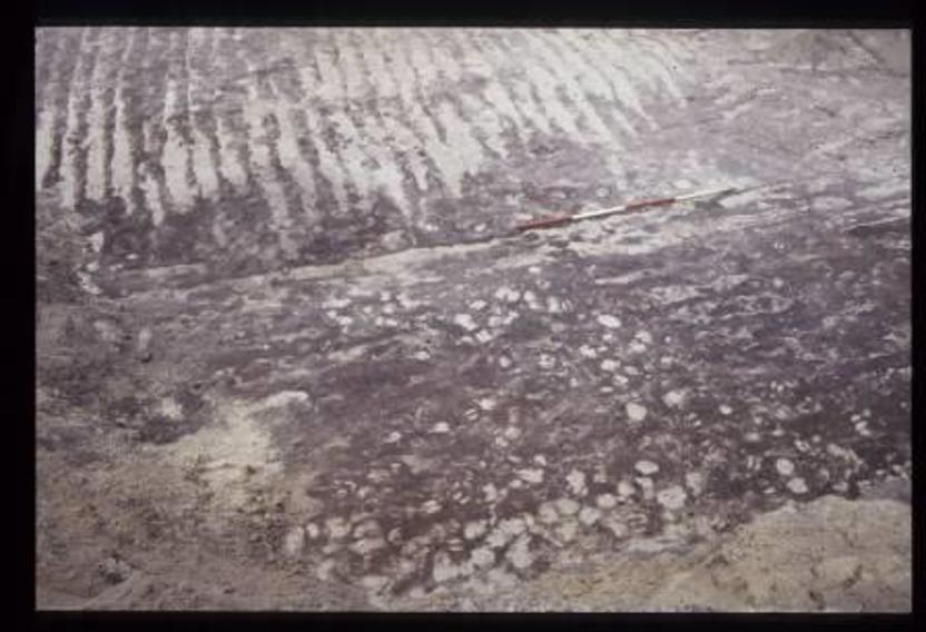 Met duinzand overstoven voren van een ploeg en indrukken van koeienpoten laten zien dat de doorsneebewoners van vroegmiddeleeuws Zuid-Holland gewone landbouwers waren. Deze bijzondere sporen zijn blootgelegd aan de Haagse Johan van Oldenbarneveltlaan. Ze lagen begraven onder een paar meter ‘jong’ duinzand dat de vindplaats in de Volle en late Middeleeuwen overdekte. (Bron: Afdeling Archeologie, gemeente Den Haag) 