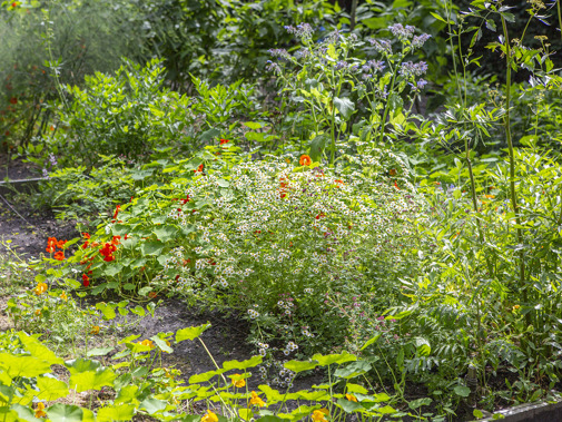 Berbice (Foto: Floris Scheplitz / Erfgoedhuis Zuid-Holland)
