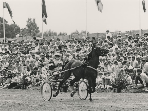 De kortebaandraverij als hoogtepunt van de Stompwijkse Paardendagen, 1984. 