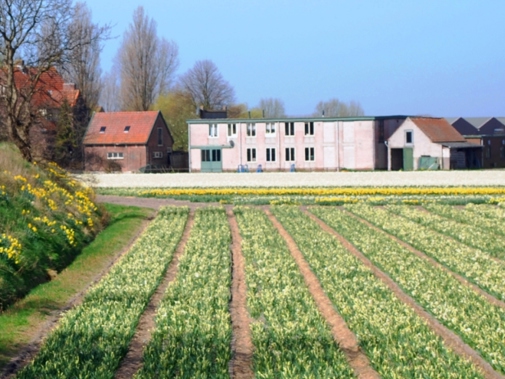 Op de Veenenburgerlaan bij Hillegom, een voormalige duinweg, is het hoogteverschil tussen de  - niet afgegraven - duinen en lager gelegen bollenvelden goed te zien. 