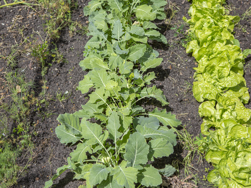 Moestuin (Foto: Floris Scheplitz / Erfgoedhuis Zuid-Holland)