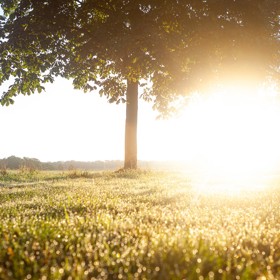 Boom met zon en grasveld