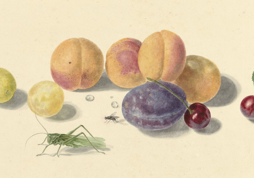 Aquarel van Elisabeth Geertruida van de Kasteele, naar Michiel van Huysum, 1818-1853 (Collectie Rijksmuseum)