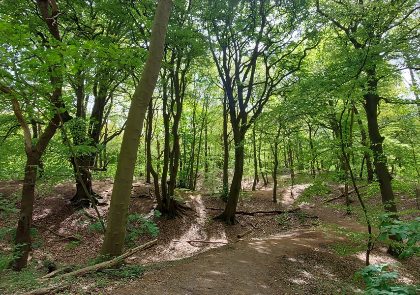 Bomen Keukenhofbosch