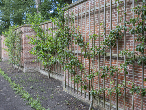 Retranchementmuur met leifruit, Berbice